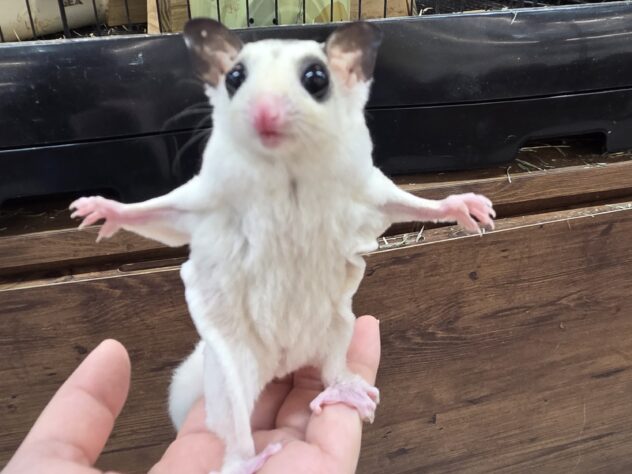 フクロモモンガ 小動物 オーダーページ フクロモモンガ完全飼育 | 株式