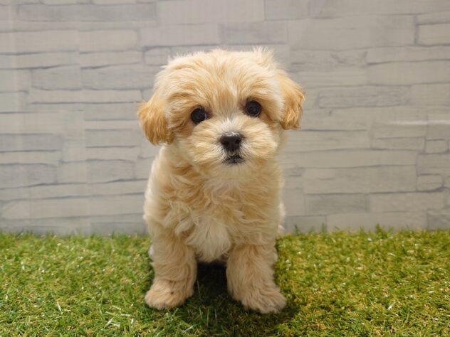 新潟県のハーフ犬・ミックス犬 (アミーゴ新発田店/2025年11月24日生まれ/女の子/アプリコット)の子犬