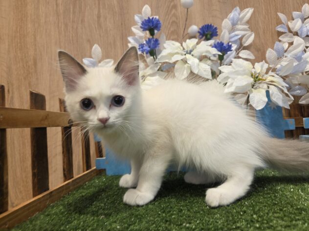 兵庫県のラグドール (アミーゴ伊丹店/2025年12月4日生まれ/男の子/ブルーポイントバイカラー)の子猫の3枚目の画像