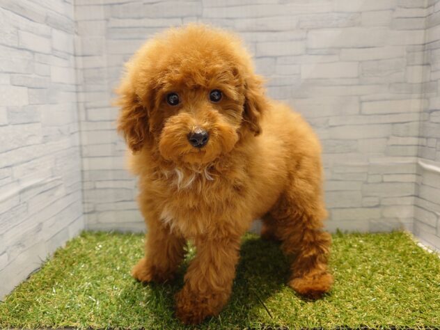 新潟県のトイプードル(トイ) (アミーゴ新発田店/2025年10月29日生まれ/女の子/レッド)の子犬の2枚目の画像