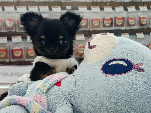 兵庫県のチワワ(スムース) (ペット・プラザ アミーゴ明石魚住店/2025年11月12日生まれ/女の子/ブラックタンホワイト)の子犬の4枚目の画像