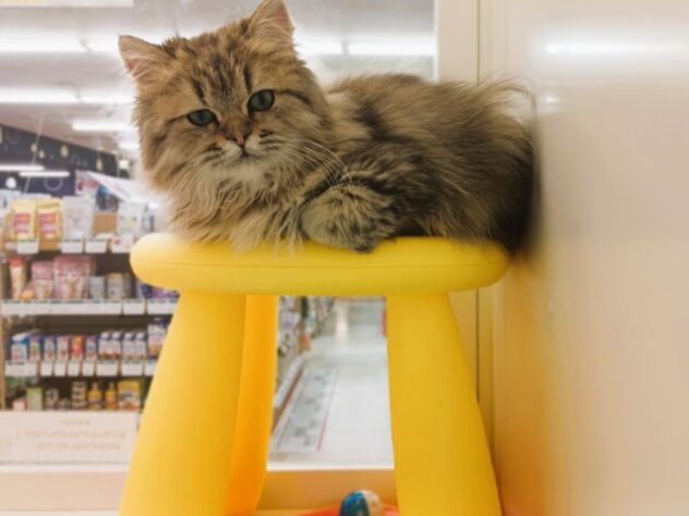 兵庫県のペルシャ (ペット・プラザ アミーゴ明石魚住店/2025年8月10日生まれ/男の子/チンチラゴールデン)の子猫の2枚目の画像