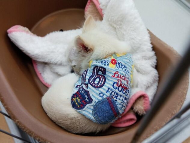 兵庫県のチワワ(ロング) (ペット・プラザ アミーゴ明石魚住店/2025年9月14日生まれ/男の子/クリームホワイト)の子犬の2枚目の画像