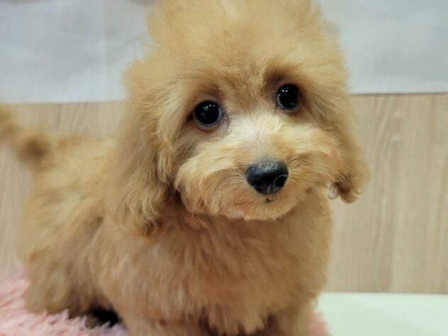 福島県のハーフ犬・ミックス犬 (アミーゴ須賀川店/2025年11月2日生まれ/男の子/レッド)の子犬