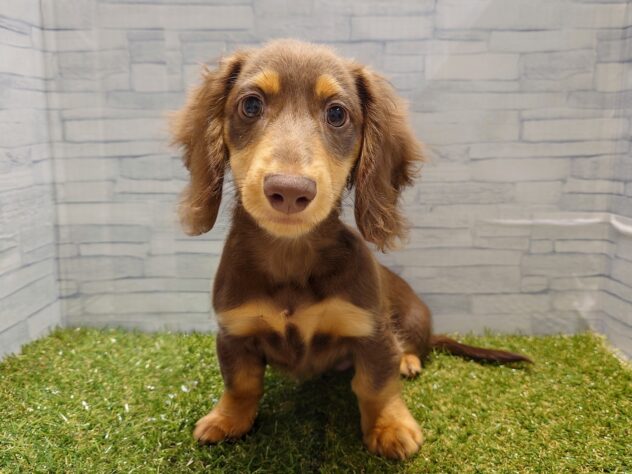 新潟県のミニチュアダックスフンド(ロング) (アミーゴ新発田店/2025年11月20日生まれ/男の子/チョコレートタン)の子犬の1枚目の画像