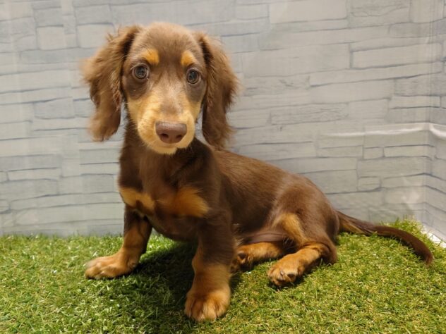 新潟県のミニチュアダックスフンド(ロング) (アミーゴ新発田店/2025年11月20日生まれ/男の子/チョコレートタン)の子犬の2枚目の画像