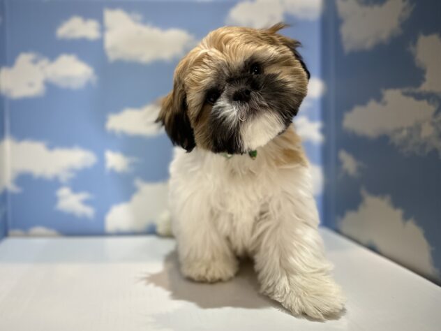 山形県のシーズー (アミーゴ山形南店/2025年9月22日生まれ/男の子/ゴールドホワイト)の子犬