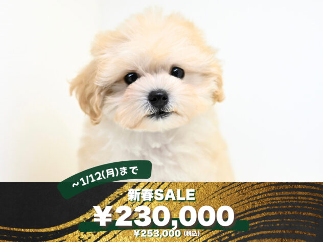 岡山県のハーフ犬・ミックス犬 (アミーゴ大安寺店/2025年8月26日生まれ/女の子/クリーム)の子犬の1枚目の画像