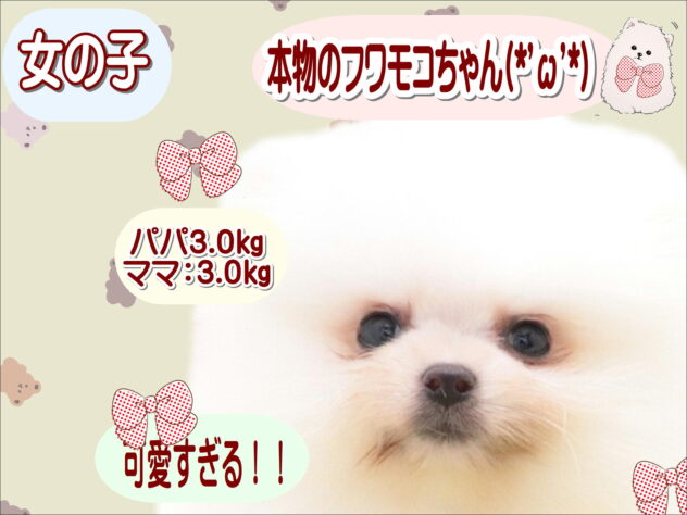 大阪府のポメラニアン (アミーゴ鳳店/2025年11月20日生まれ/女の子/ホワイト)の子犬の1枚目の画像