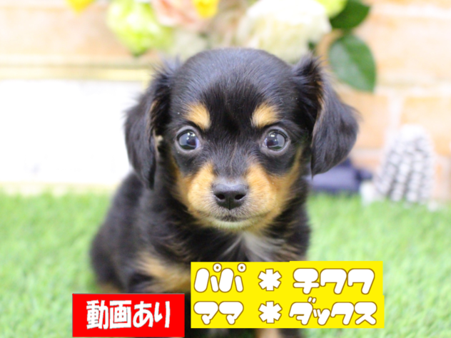 兵庫県のハーフ犬・ミックス犬 (ペット・プラザ アミーゴ三田店/2025年11月16日生まれ/男の子/ブラックタン)の子犬の1枚目の画像