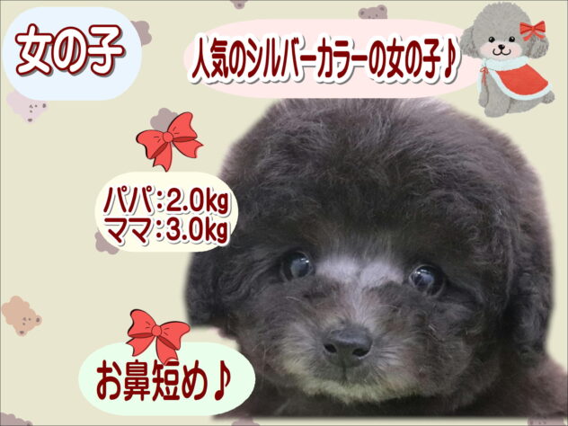 大阪府のトイプードル(トイ) (アミーゴ鳳店/2025年11月19日生まれ/女の子/シルバー)の子犬