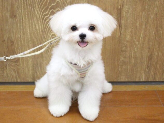 兵庫県のポメマル/マルポメ(ポメラニアン×マルチーズ) (ペット・プラザ アミーゴ明石魚住店/2025年7月16日生まれ/女の子/ホワイトクリーム)の子犬の1枚目の画像