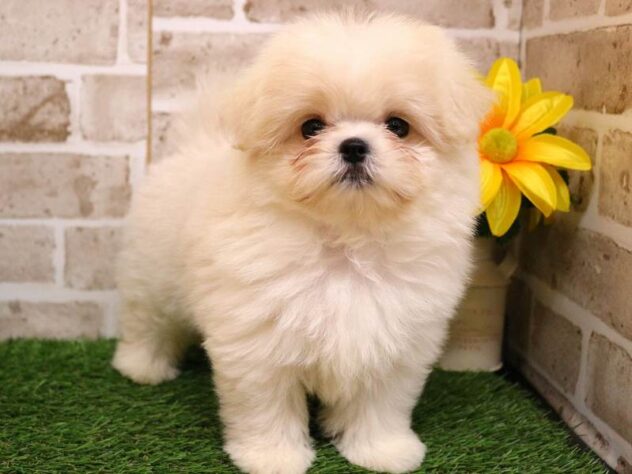 兵庫県のポメマル/マルポメ(ポメラニアン×マルチーズ) (ペット・プラザ アミーゴ明石魚住店/2025年7月16日生まれ/女の子/ホワイトクリーム)の子犬の2枚目の画像