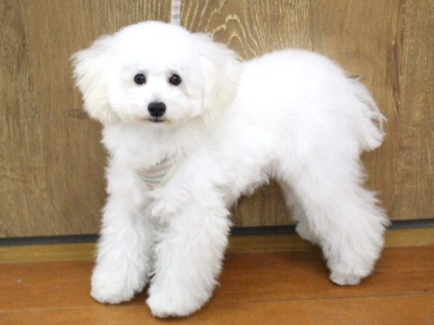 兵庫県のトイプードル(トイ) (ペット・プラザ アミーゴ明石魚住店/2025年6月27日生まれ/男の子/ホワイト)の子犬の1枚目の画像