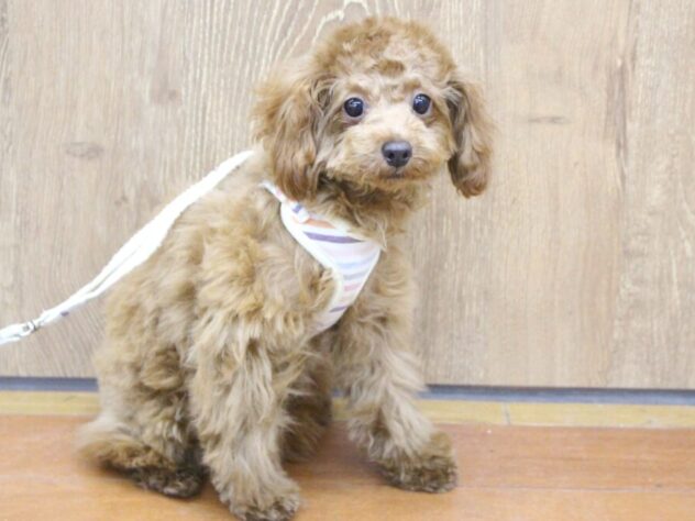 兵庫県のトイプードル(トイ) (ペット・プラザ アミーゴ明石魚住店/2025年8月4日生まれ/女の子/レッドフォーン)の子犬の1枚目の画像