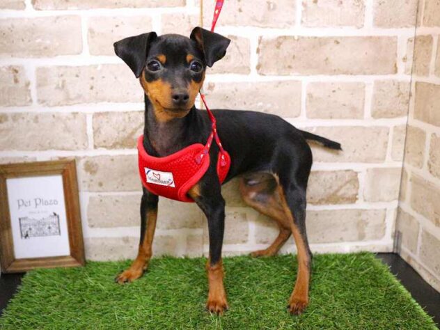 兵庫県のミニチュアピンシャー (ペット・プラザ アミーゴ加古川店/2025年8月9日生まれ/男の子/ブラックタン)の子犬の1枚目の画像