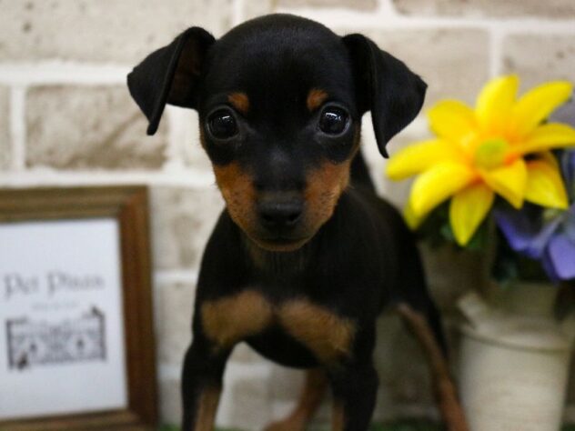 兵庫県のミニチュアピンシャー (ペット・プラザ アミーゴ加古川店/2025年8月9日生まれ/男の子/ブラックタン)の子犬の2枚目の画像