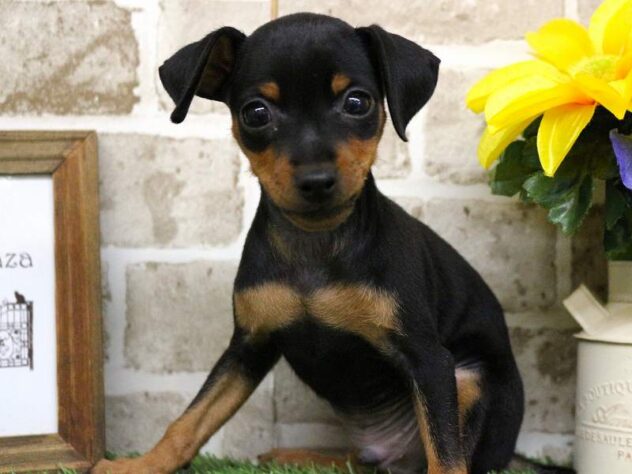 兵庫県のミニチュアピンシャー (ペット・プラザ アミーゴ加古川店/2025年8月9日生まれ/男の子/ブラックタン)の子犬の3枚目の画像