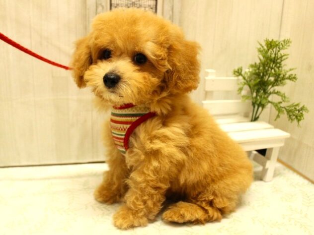 兵庫県のトイプードル(トイ) (ペット・プラザ アミーゴ神戸西店/2025年8月14日生まれ/男の子/ペールフォーン)の子犬の4枚目の画像