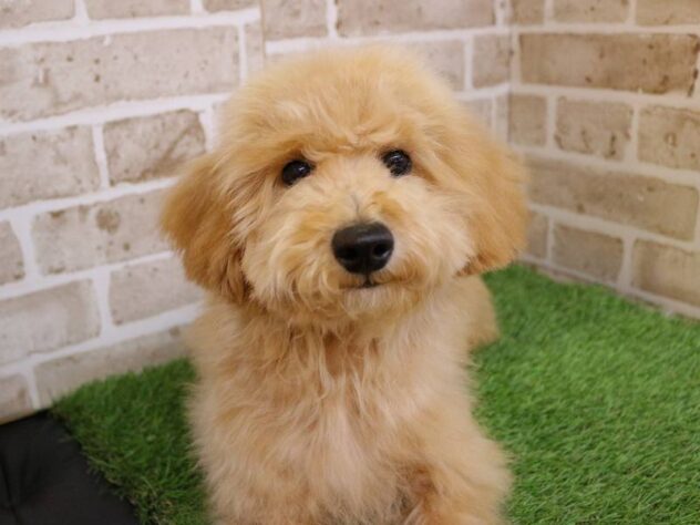 兵庫県のトイプードル(トイ) (ペット・プラザ アミーゴ神戸西店/2025年8月14日生まれ/男の子/ペールフォーン)の子犬の2枚目の画像