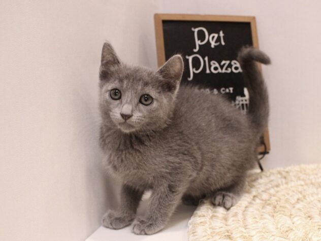 大阪府のロシアンブルー (ペット・プラザ アミーゴ豊中服部店/2025年8月19日生まれ/男の子/ブルー)の子猫の3枚目の画像