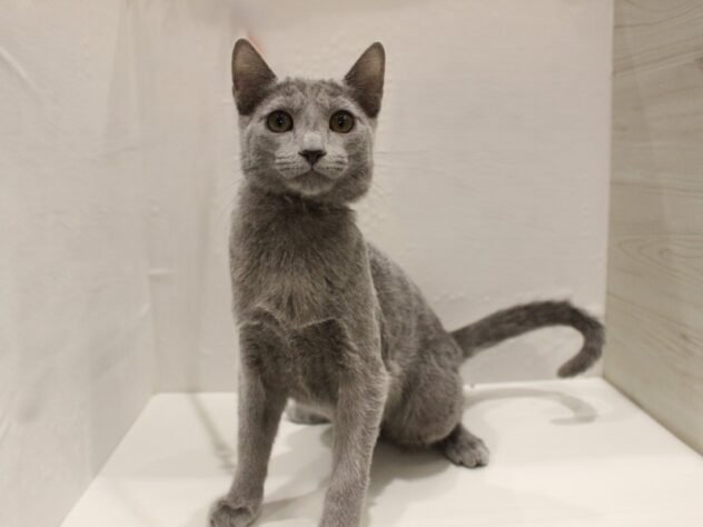 大阪府のロシアンブルー (ペット・プラザ アミーゴ豊中服部店/2025年8月19日生まれ/男の子/ブルー)の子猫の1枚目の画像