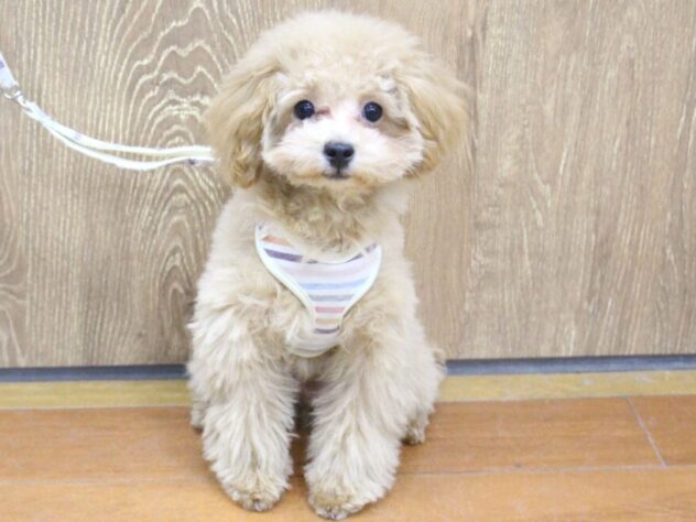 兵庫県のトイプードル(トイ) (ペット・プラザ アミーゴ明石魚住店/2025年8月27日生まれ/男の子/オレンジフォーン)の子犬の1枚目の画像