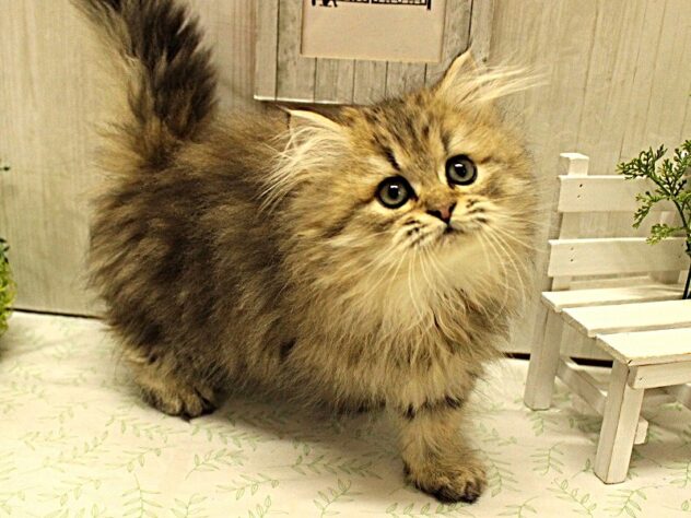 兵庫県のペルシャ (ペット・プラザ アミーゴ明石魚住店/2025年8月10日生まれ/男の子/チンチラゴールデン)の子猫の2枚目の画像