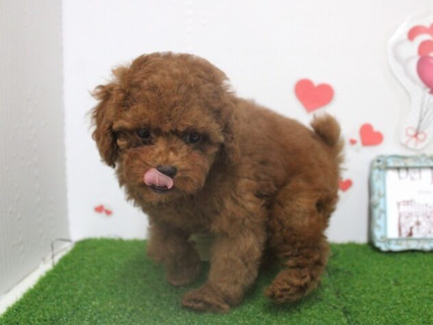 兵庫県のトイプードル(トイ) (ペット・プラザ アミーゴつかしん店/2025年9月18日生まれ/女の子/レッドフォーン)の子犬の2枚目の画像