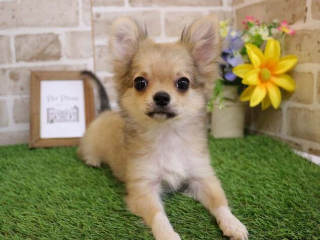 兵庫県のチワワ(ロング) (ペット・プラザ アミーゴ神戸西店/2025年9月19日生まれ/男の子/フォーンホワイト)の子犬の1枚目の画像