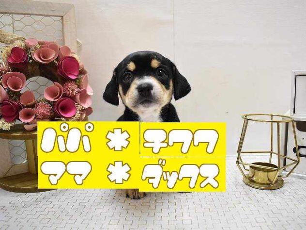 兵庫県のチワックス(チワワ×ダックス) (ペット・プラザ アミーゴつかしん店/2025年9月6日生まれ/男の子/ブラックタン)の子犬の1枚目の画像