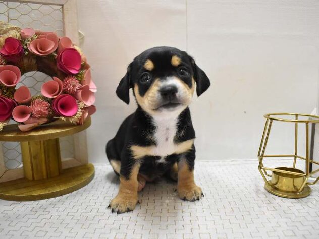 兵庫県のチワックス(チワワ×ダックス) (ペット・プラザ アミーゴつかしん店/2025年9月6日生まれ/男の子/ブラックタン)の子犬の2枚目の画像