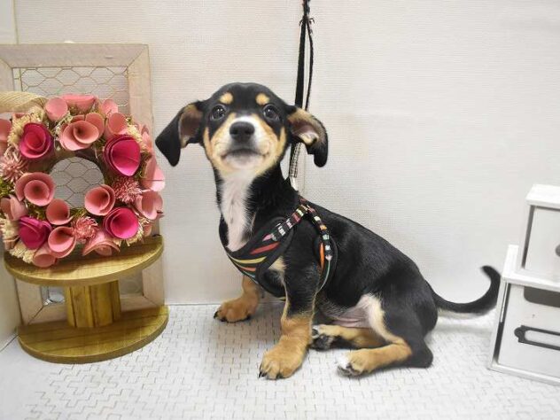 兵庫県のチワックス(チワワ×ダックス) (ペット・プラザ アミーゴつかしん店/2025年9月6日生まれ/男の子/ブラックタン)の子犬の3枚目の画像