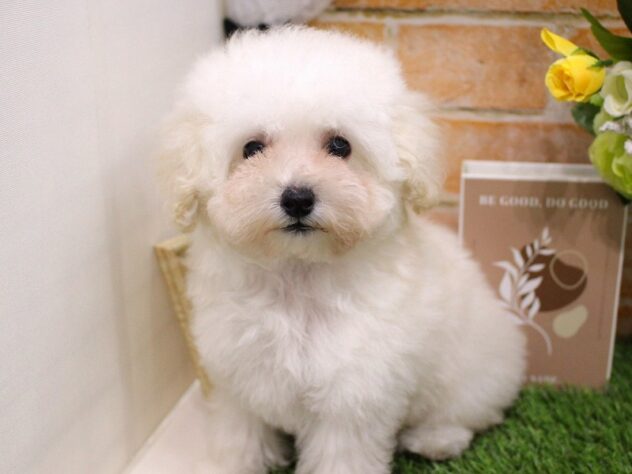 兵庫県のトイプードル(トイ) (ペット・プラザ アミーゴ加古川店/2025年9月5日生まれ/女の子/ホワイト)の子犬の3枚目の画像