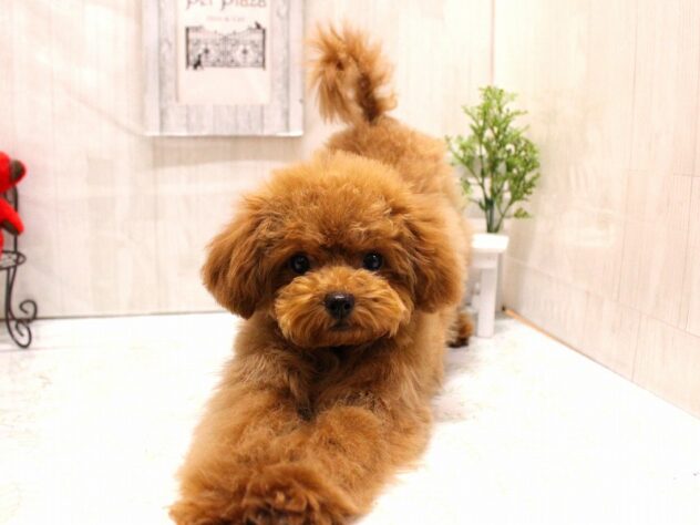 兵庫県のトイプードル(トイ) (ペット・プラザ アミーゴ加古川店/2025年9月5日生まれ/女の子/レッドフォーン)の子犬の4枚目の画像