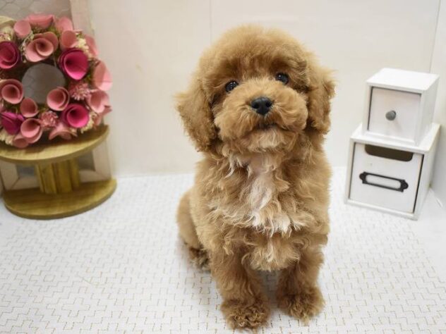 兵庫県のハーフ犬・ミックス犬 (ペット・プラザ アミーゴ明石魚住店/2025年9月8日生まれ/男の子/レッド)の子犬の3枚目の画像