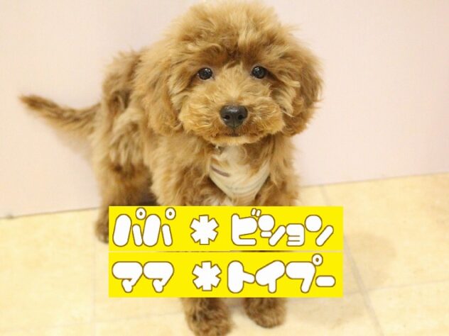 兵庫県のハーフ犬・ミックス犬 (ペット・プラザ アミーゴ明石魚住店/2025年9月8日生まれ/男の子/レッド)の子犬の1枚目の画像