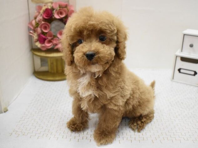 兵庫県のハーフ犬・ミックス犬 (ペット・プラザ アミーゴ明石魚住店/2025年9月8日生まれ/男の子/レッド)の子犬の2枚目の画像