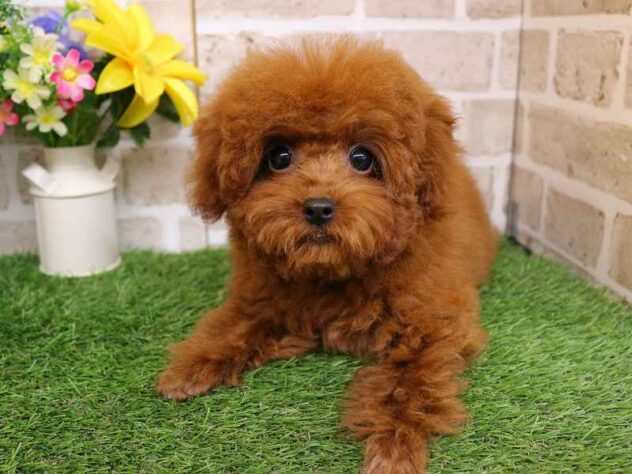 兵庫県のトイプードル(トイ) (ペット・プラザ アミーゴ神戸西店/2025年9月11日生まれ/女の子/レッドフォーン)の子犬の1枚目の画像