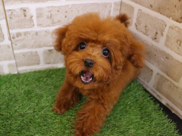 兵庫県のトイプードル(トイ) (ペット・プラザ アミーゴ神戸西店/2025年9月11日生まれ/女の子/レッドフォーン)の子犬の2枚目の画像