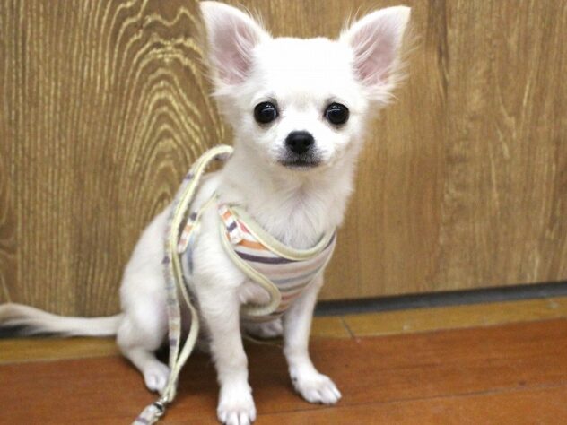 兵庫県のチワワ(ロング) (ペット・プラザ アミーゴ明石魚住店/2025年9月14日生まれ/男の子/クリームホワイト)の子犬の1枚目の画像