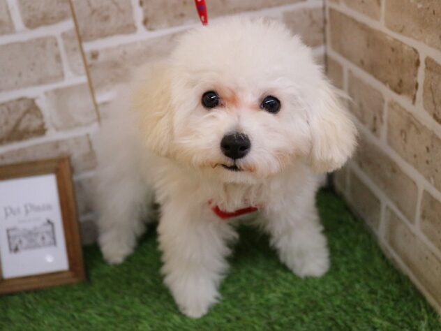 兵庫県のトイプードル(トイ) (ペット・プラザ アミーゴ神戸西店/2025年9月17日生まれ/女の子/ホワイト)の子犬の1枚目の画像