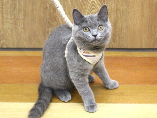 兵庫県のブリティッシュショートヘアー (ペット・プラザ アミーゴ明石魚住店/2025年8月27日生まれ/女の子/ブルー)の子猫の1枚目の画像