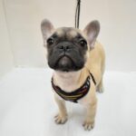 兵庫県のフレンチブルドッグ (ペット・プラザ アミーゴ神戸灘店/2025年9月22日生まれ/女の子/フォーン)の子犬