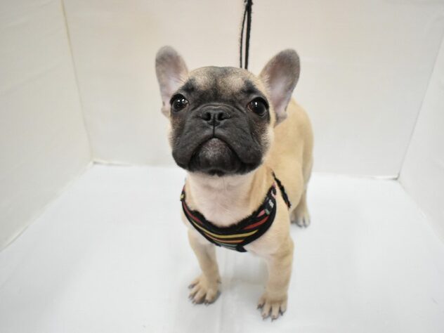 大阪府のフレンチブルドッグ (ペット・プラザ アミーゴ豊中服部店/2026年9月22日生まれ/女の子/フォーン)の子犬の1枚目の画像