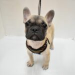 兵庫県のフレンチブルドッグ (ペット・プラザ アミーゴ神戸灘店/2025年9月22日生まれ/女の子/フォーン)の子犬の2枚目の画像