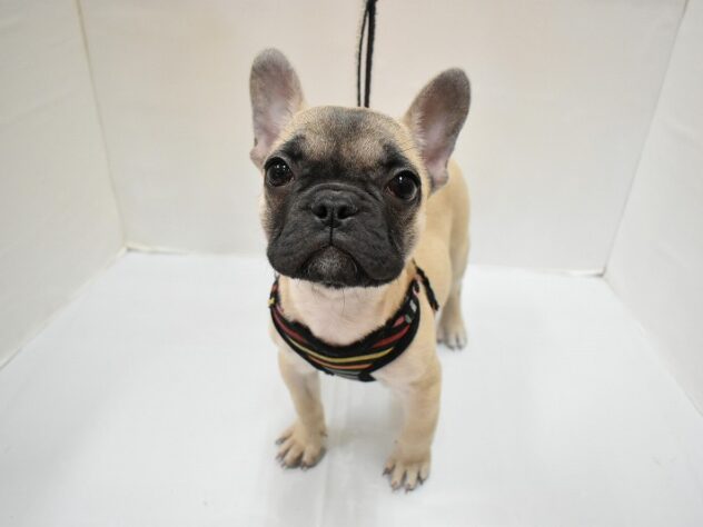 大阪府のフレンチブルドッグ (ペット・プラザ アミーゴ豊中服部店/2026年9月22日生まれ/女の子/フォーン)の子犬の2枚目の画像