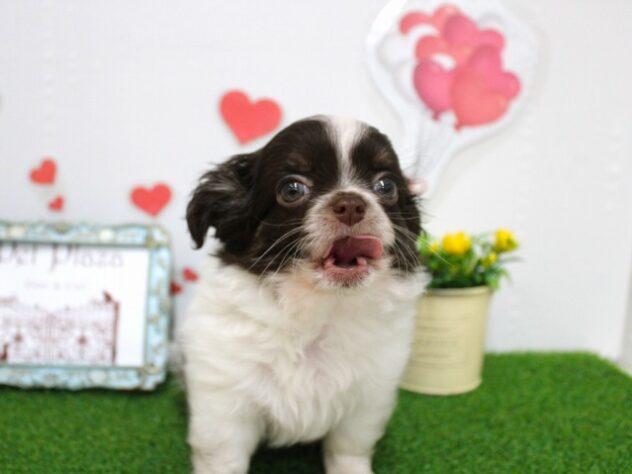 兵庫県のチワワ(ロング) (ペット・プラザ アミーゴつかしん店/2025年9月28日生まれ/男の子/ホワイトチョコレート)の子犬の2枚目の画像