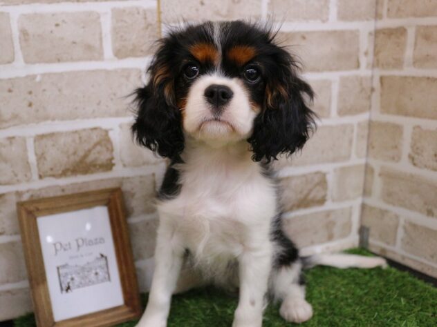 兵庫県のキャバリアキングチャールズスパニエル (ペット・プラザ アミーゴ神戸西店/2025年10月17日生まれ/女の子/トライカラー)の子犬の2枚目の画像