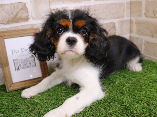 兵庫県のキャバリアキングチャールズスパニエル (ペット・プラザ アミーゴ神戸西店/2025年10月17日生まれ/女の子/トライカラー)の子犬の1枚目の画像